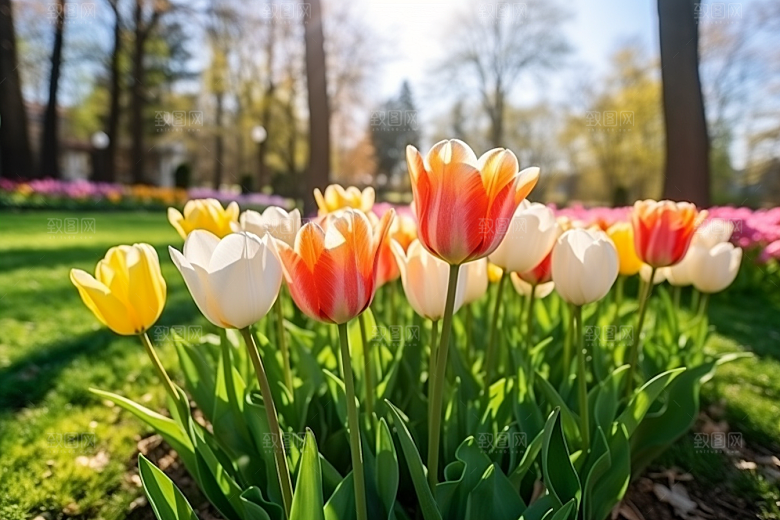 郁金香花朵高清摄影图