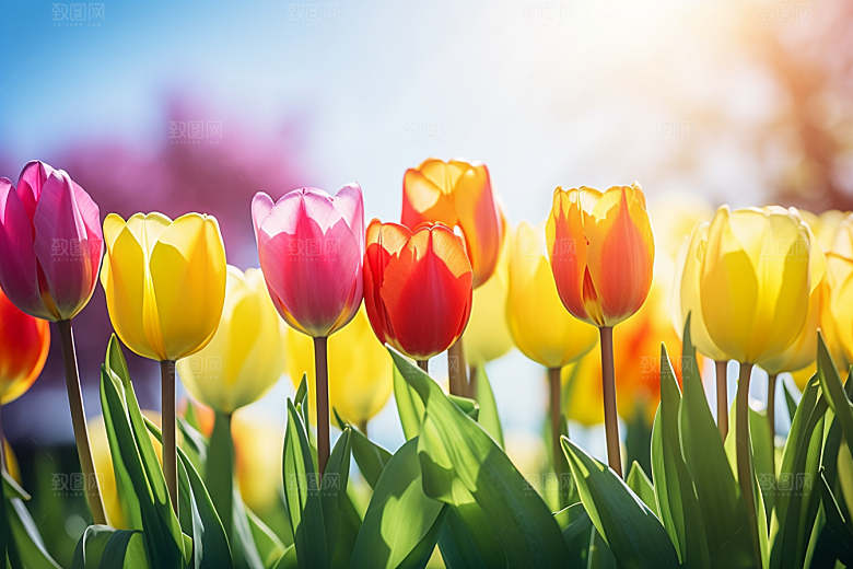 郁金香花朵灿烂摄影图