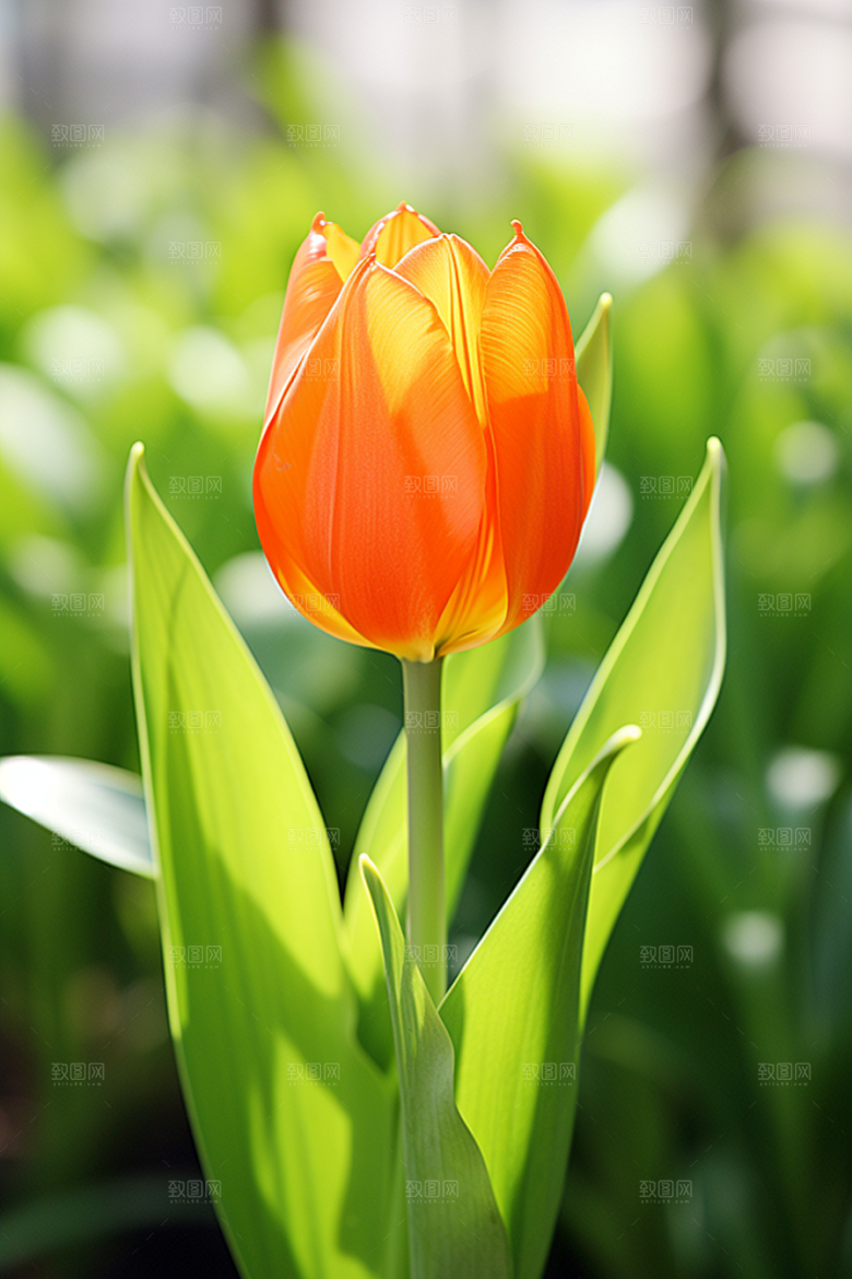 郁金香花朵明媚摄影图