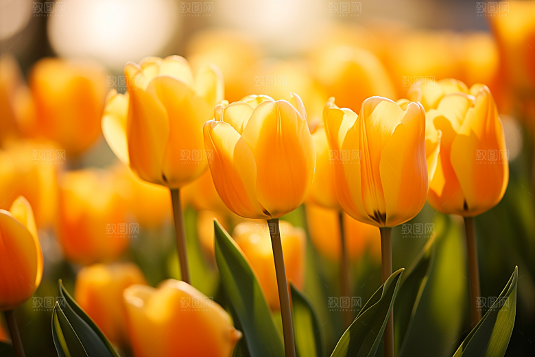 郁金香花朵明媚摄影图