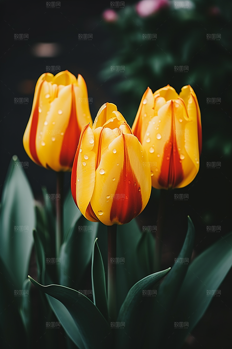 郁金香阳光高清摄影图