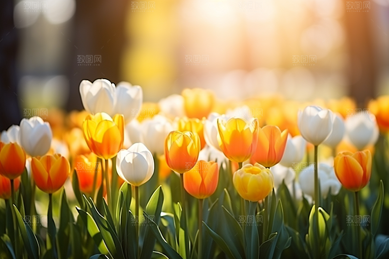 郁金香明媚花卉摄影图