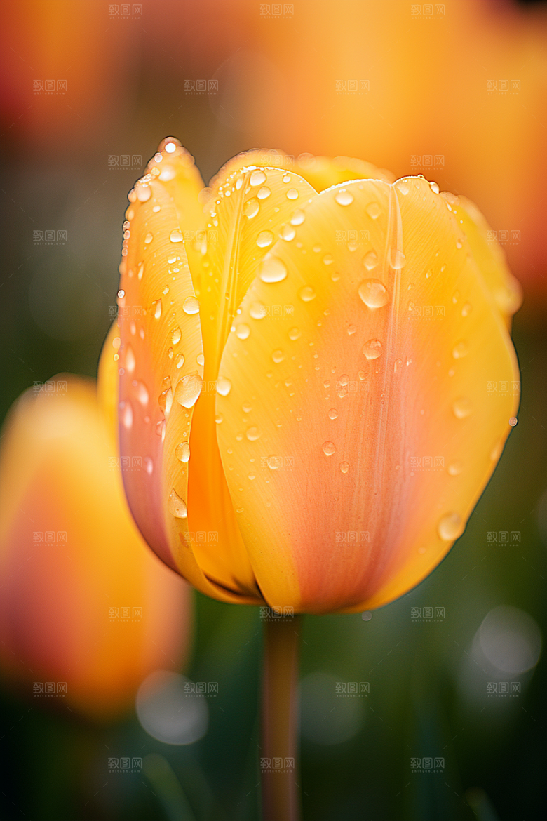 郁金香花卉缤纷摄影图