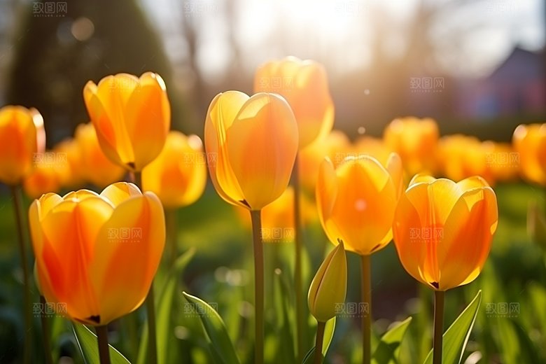 郁金香花朵阳光摄影图