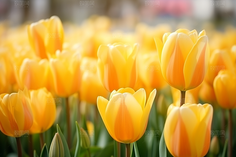 郁金香花朵灿烂摄影图