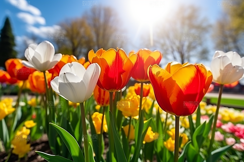郁金香花朵花卉摄影图