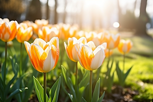 郁金香花朵高清摄影图