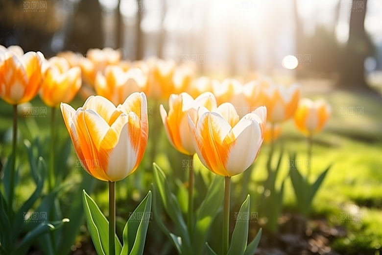 郁金香花朵高清摄影图
