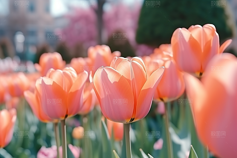 郁金香明媚花朵摄影图