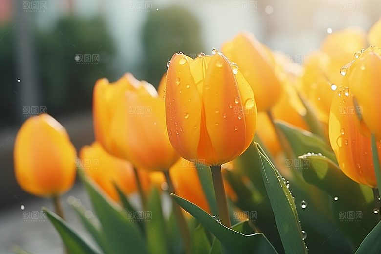 郁金香花朵植物摄影图