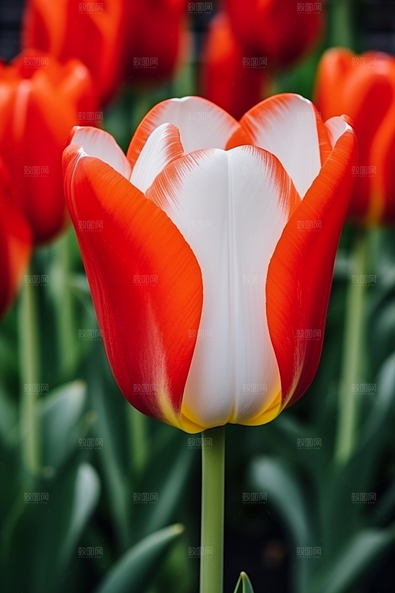 郁金香花朵自然摄影图