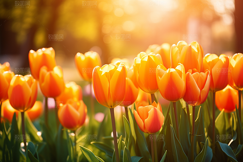 郁金香花朵明媚摄影图