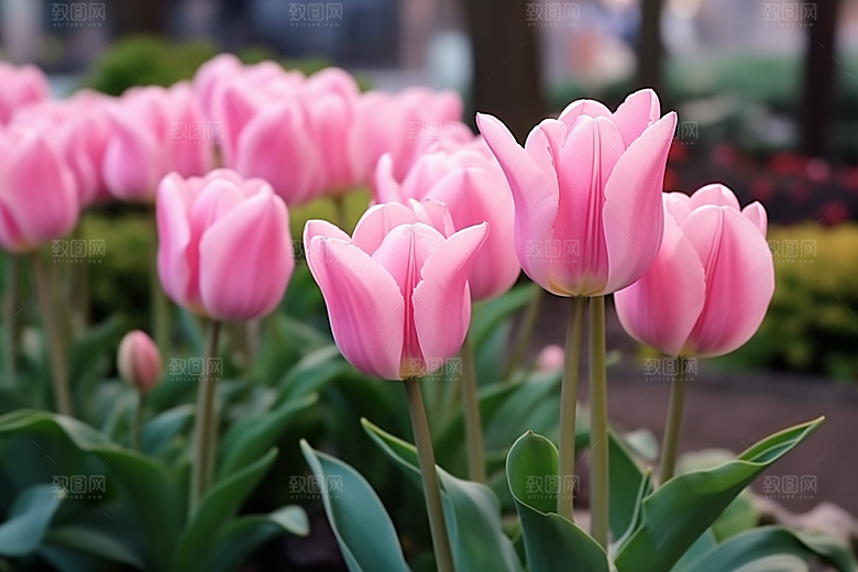 郁金香花朵彩色摄影图