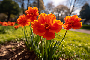 郁金香花朵鲜艳摄影图