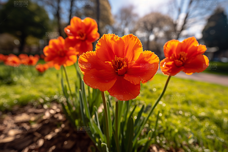 郁金香花朵鲜艳摄影图