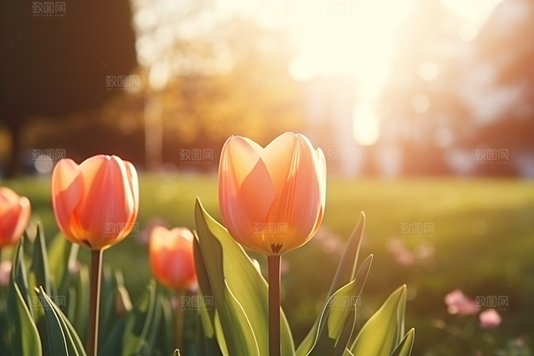 郁金香高清花朵摄影图