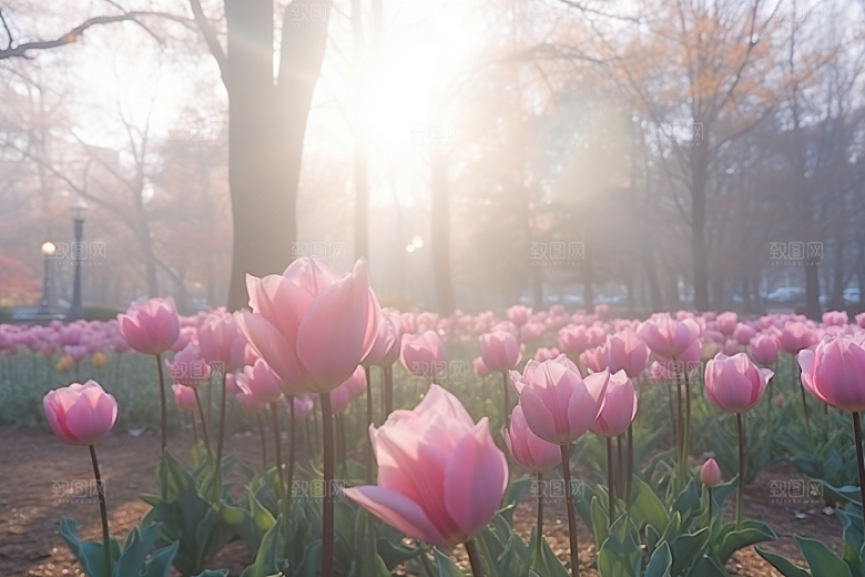 郁金香花卉高清摄影图