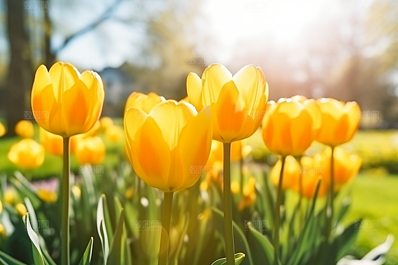 郁金香花朵花卉摄影图