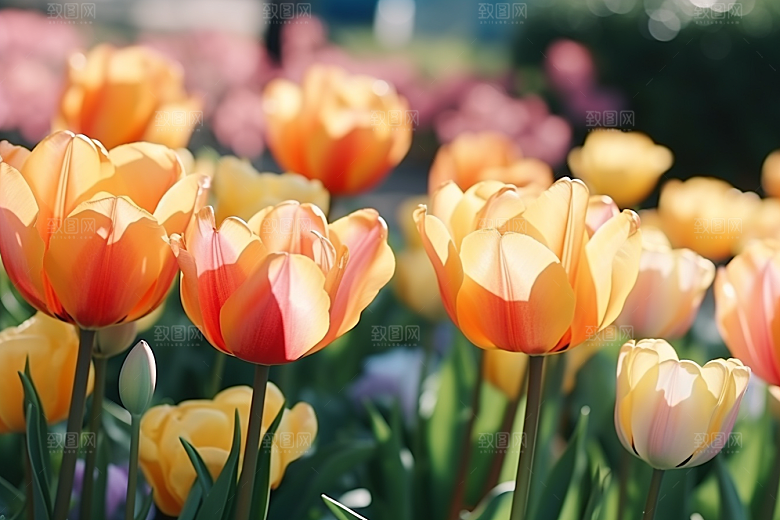 郁金香花朵花朵摄影图