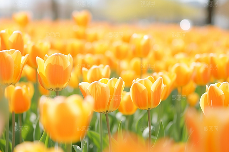 郁金香花卉彩色摄影图