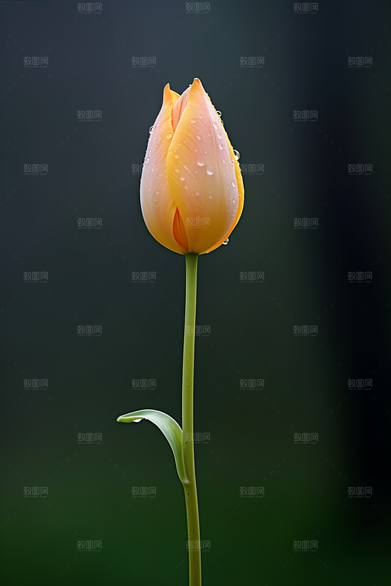 郁金香明媚花朵摄影图