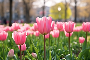郁金香花卉灿烂摄影图