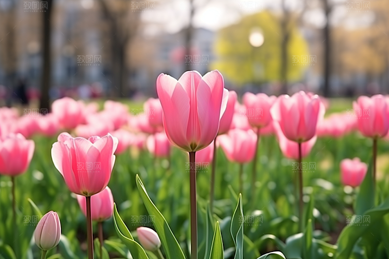 郁金香花卉灿烂摄影图