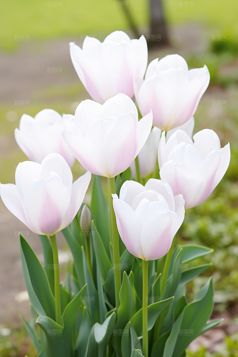 郁金香花朵花卉摄影图