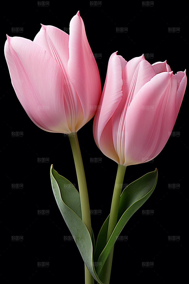 郁金香花朵彩色摄影图