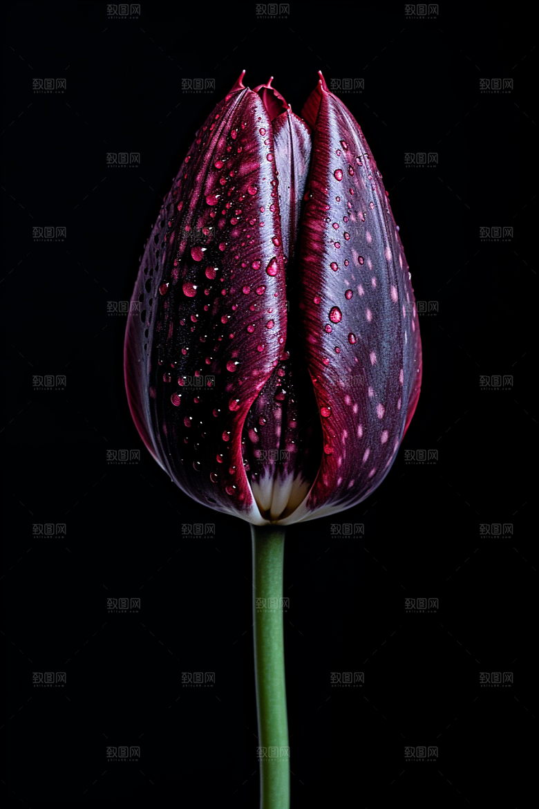 郁金香花朵彩色摄影图