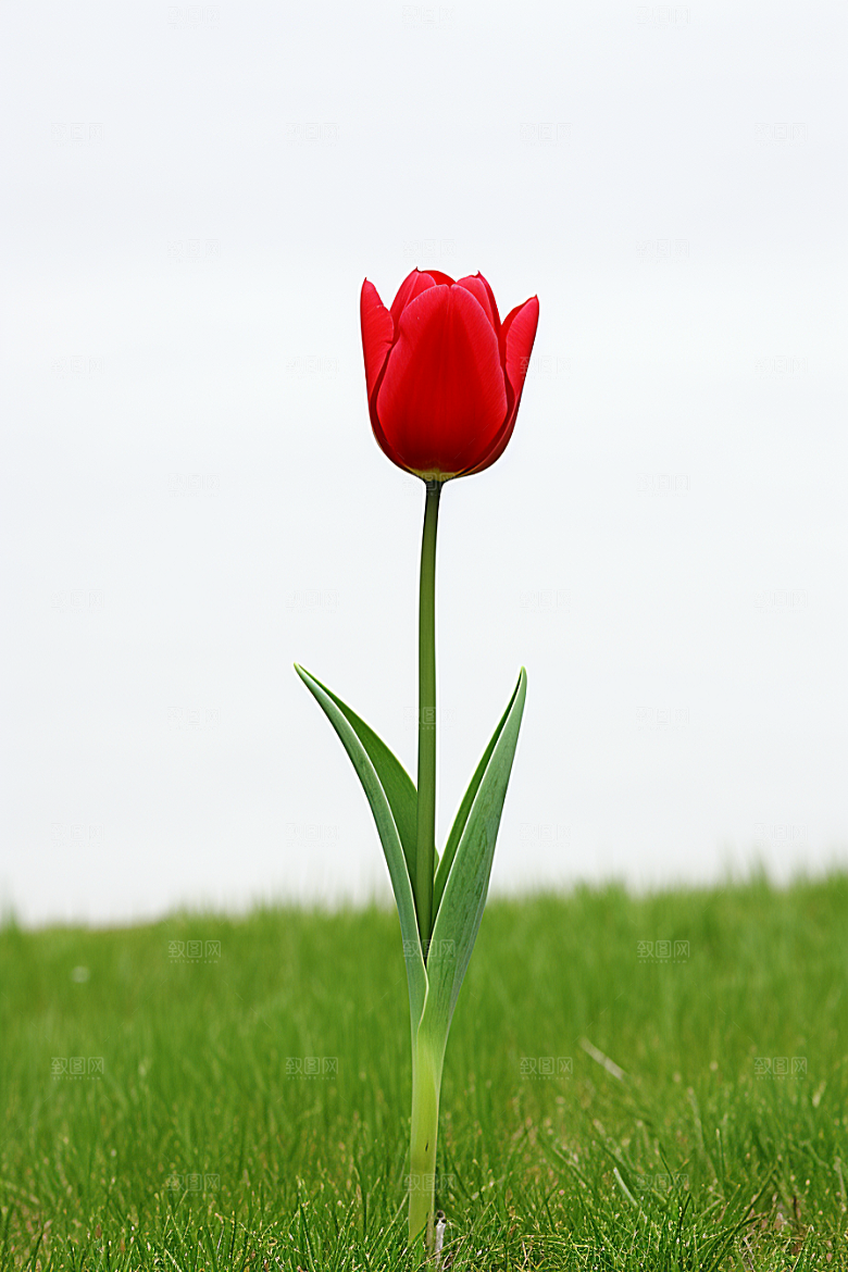郁金香花卉花朵摄影图