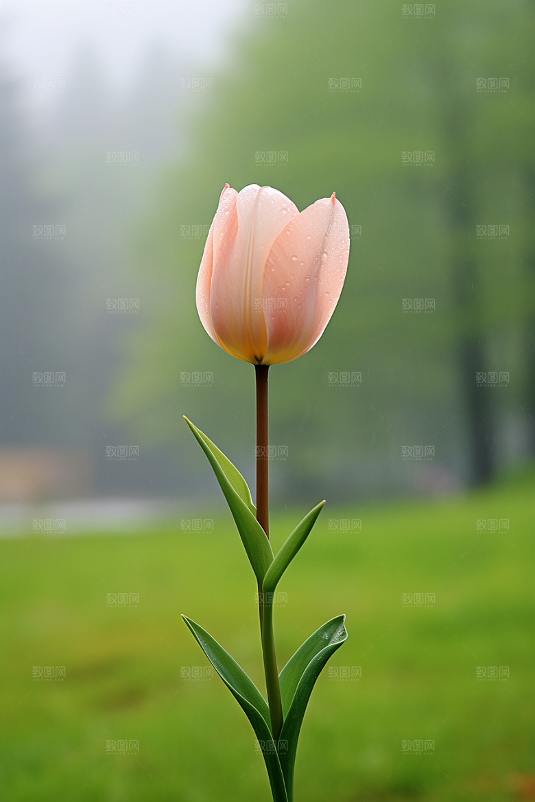 郁金香灿烂花朵摄影图