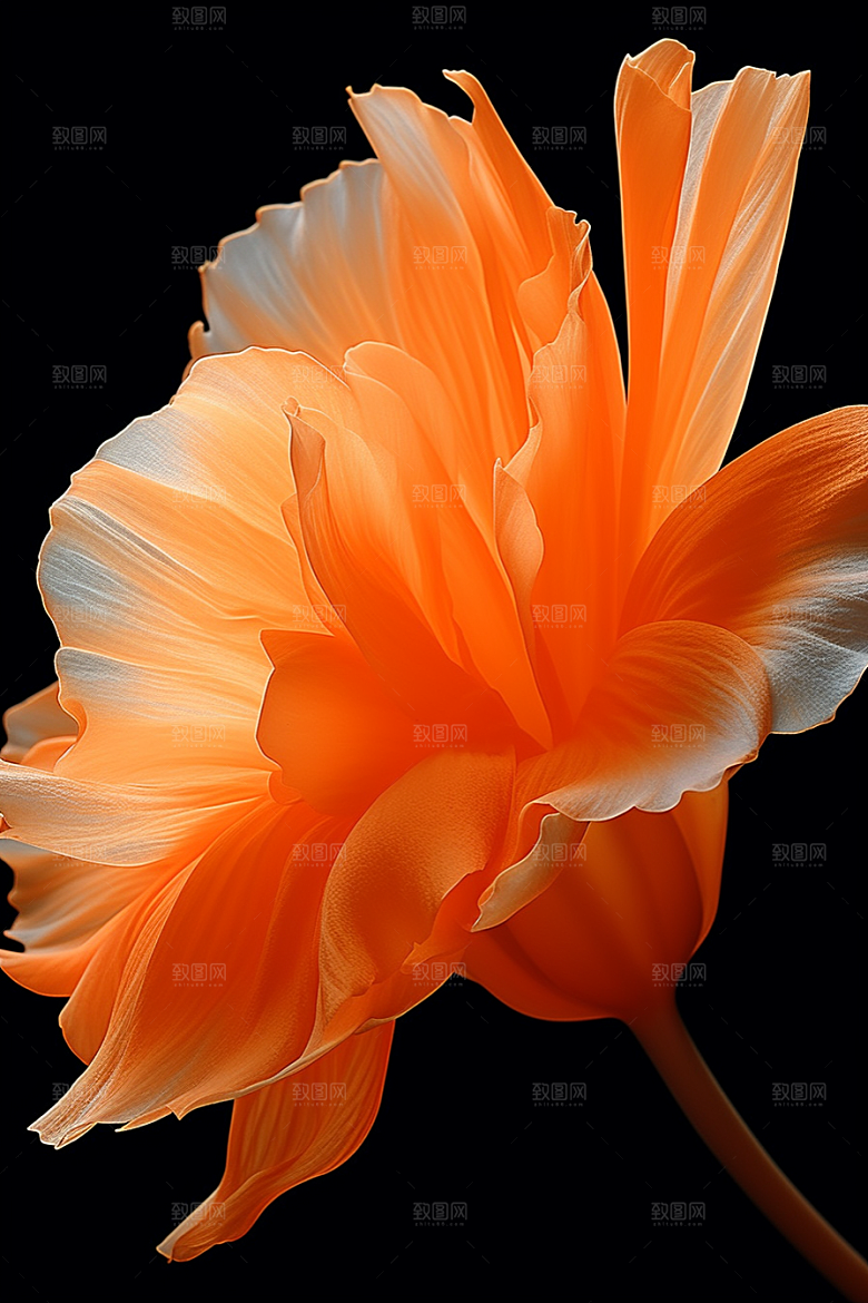 郁金香花朵自然摄影图
