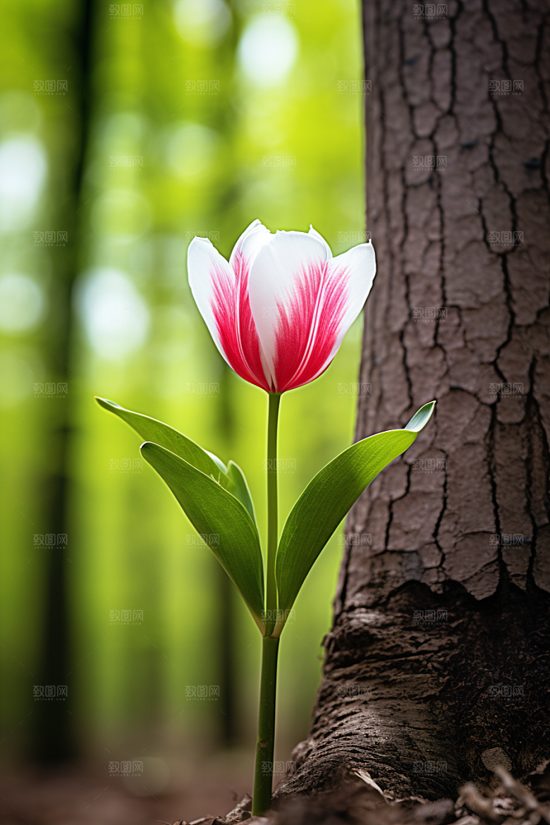 郁金香阳光花朵摄影图