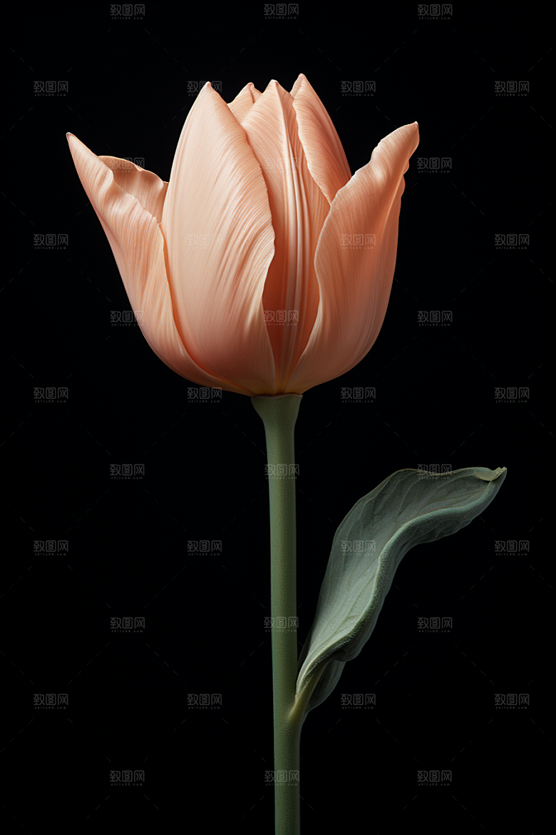 郁金香灿烂花朵摄影图