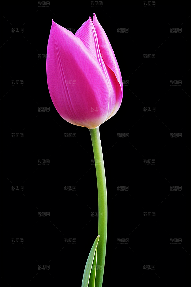 郁金香花卉自然摄影图