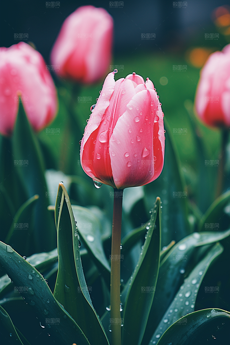 郁金香花朵花朵摄影图