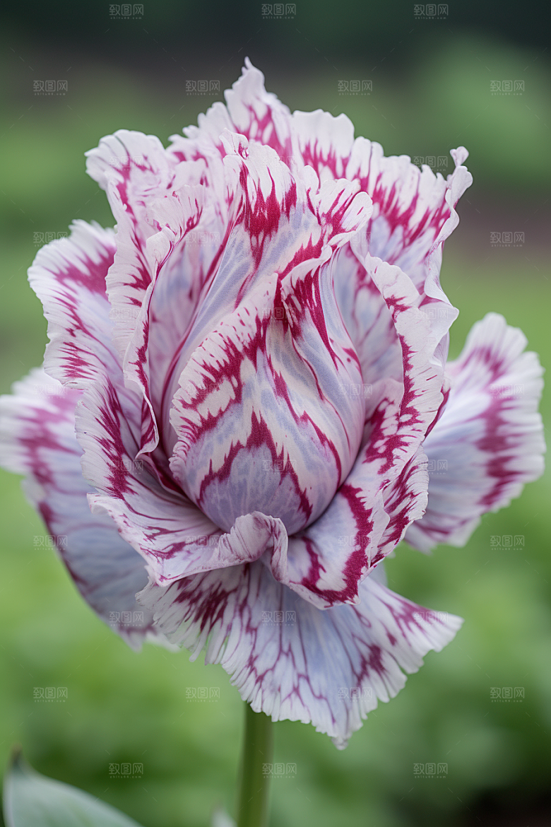 郁金香花朵花朵摄影图