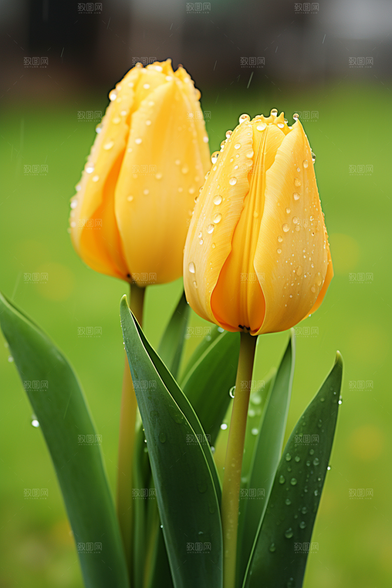 郁金香花朵缤纷摄影图