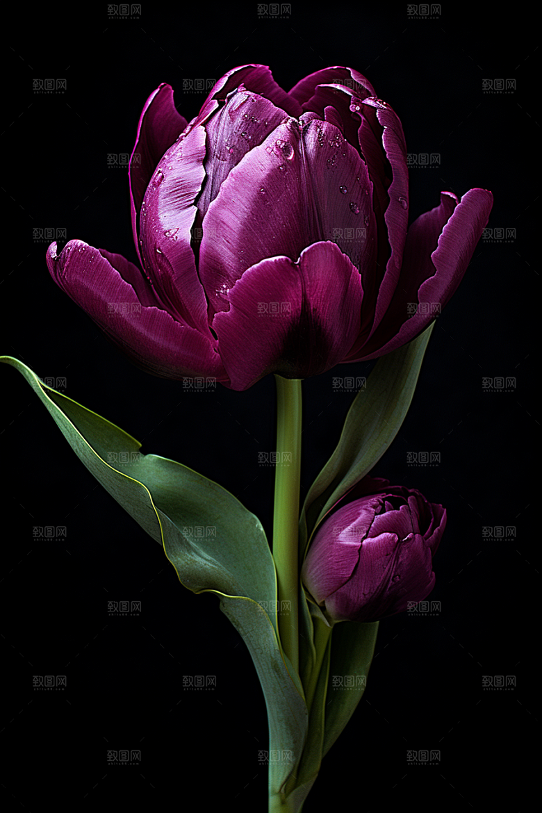 郁金香花朵阳光摄影图