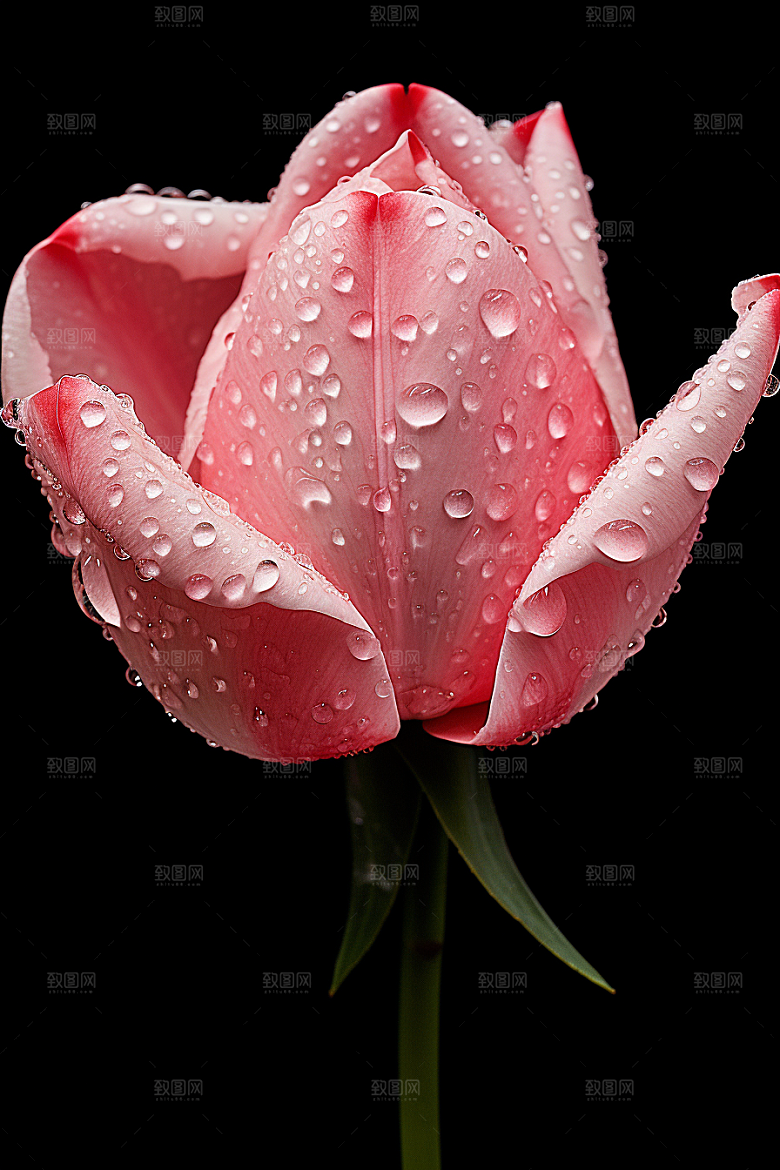 郁金香花朵灿烂摄影图