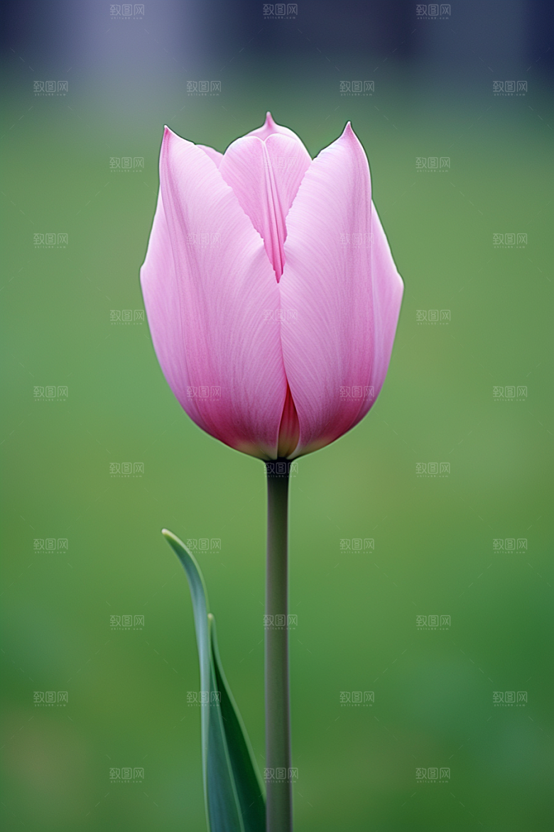 郁金香花卉彩色摄影图