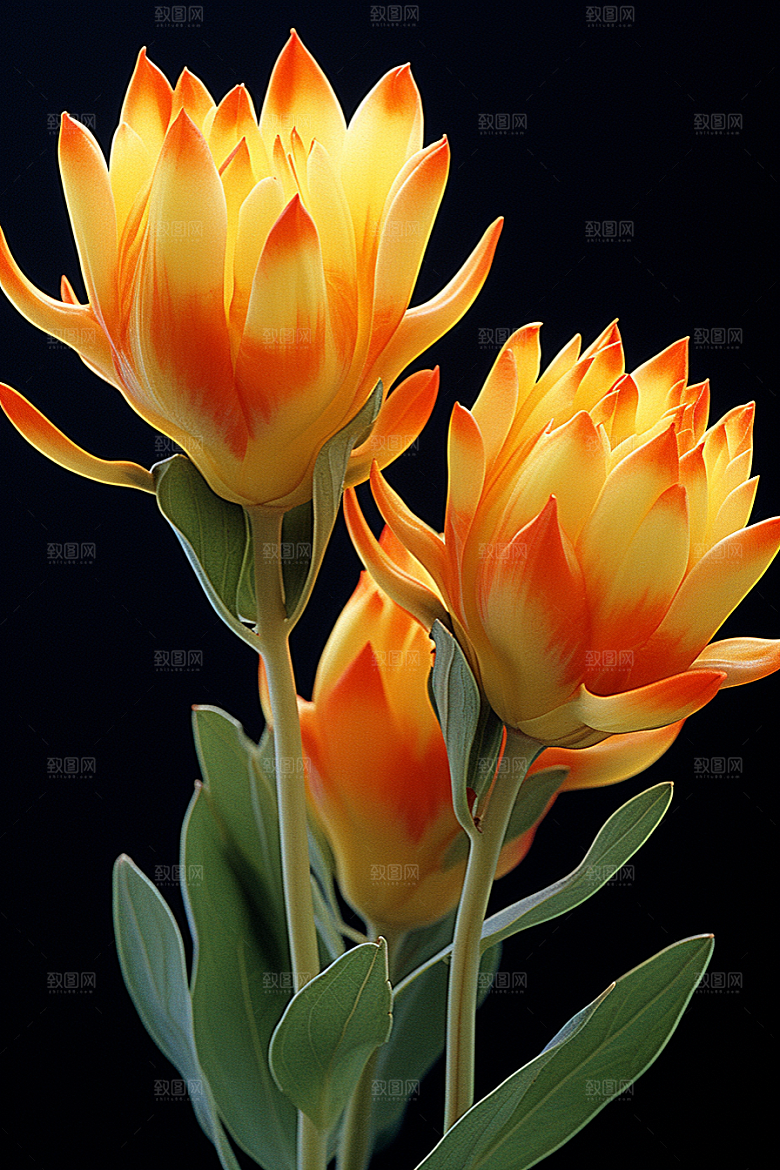 郁金香花朵自然摄影图
