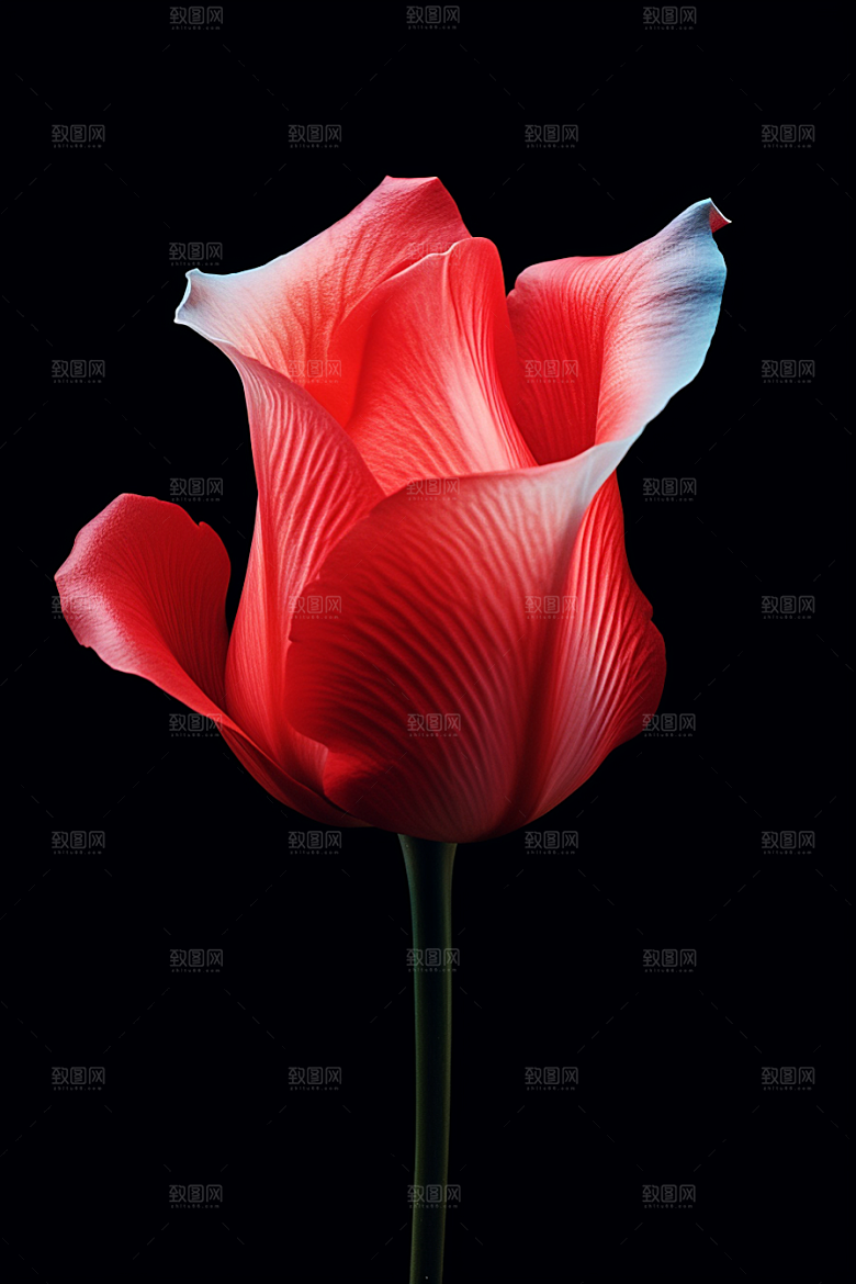 郁金香花朵鲜艳摄影图
