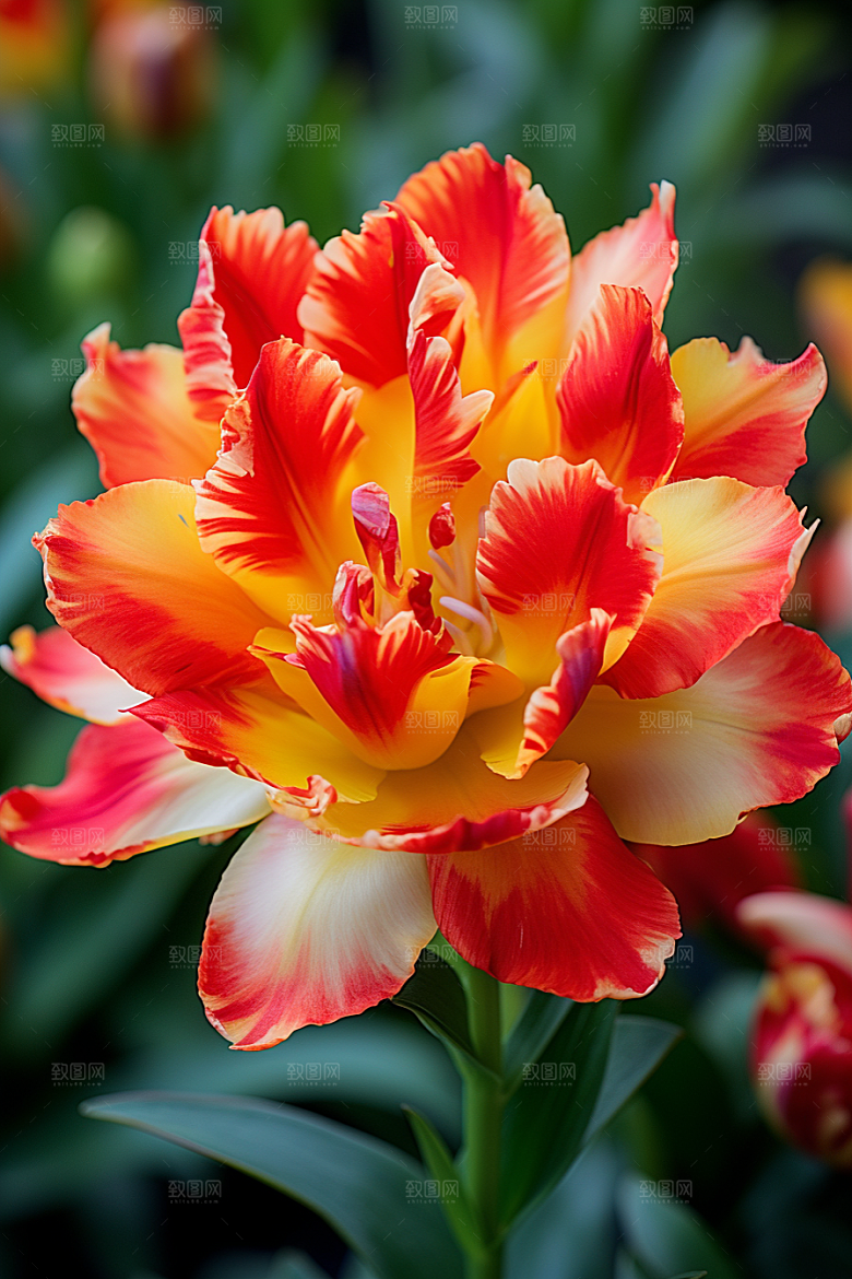 郁金香花朵鲜艳摄影图