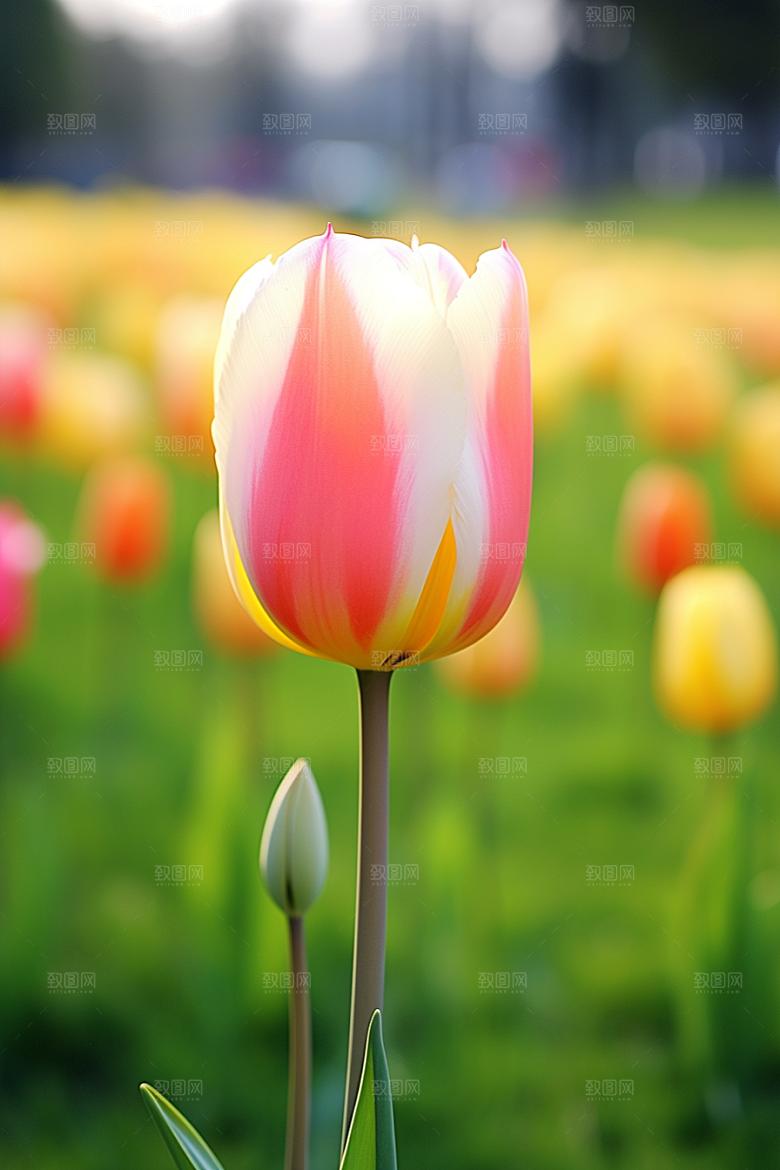 郁金香自然花朵摄影图