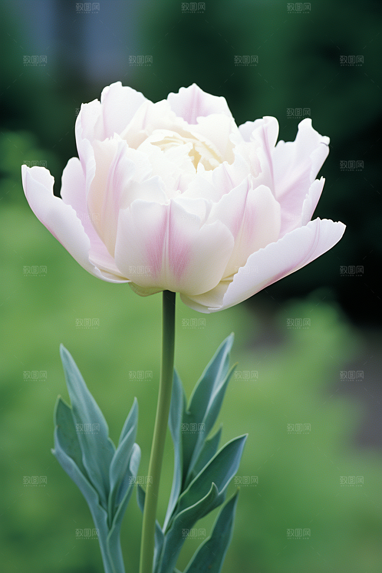 郁金香彩色花朵摄影图