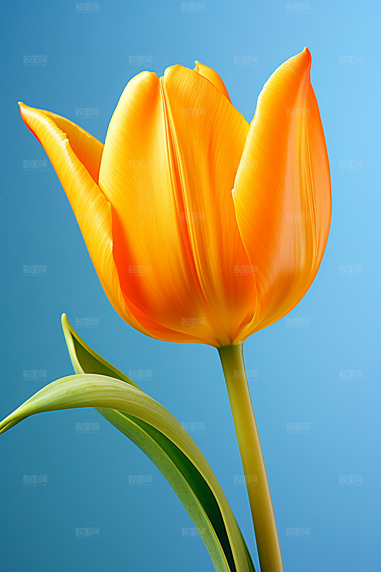 郁金香花朵自然摄影图