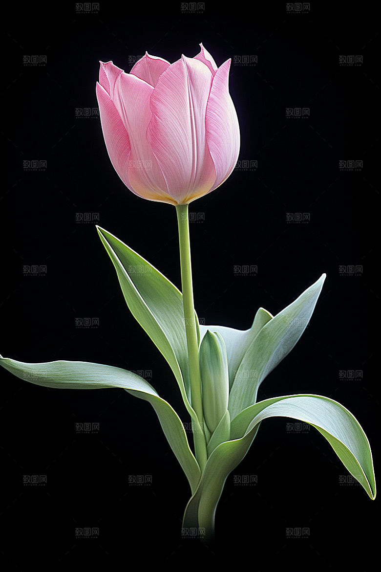 郁金香花朵缤纷摄影图