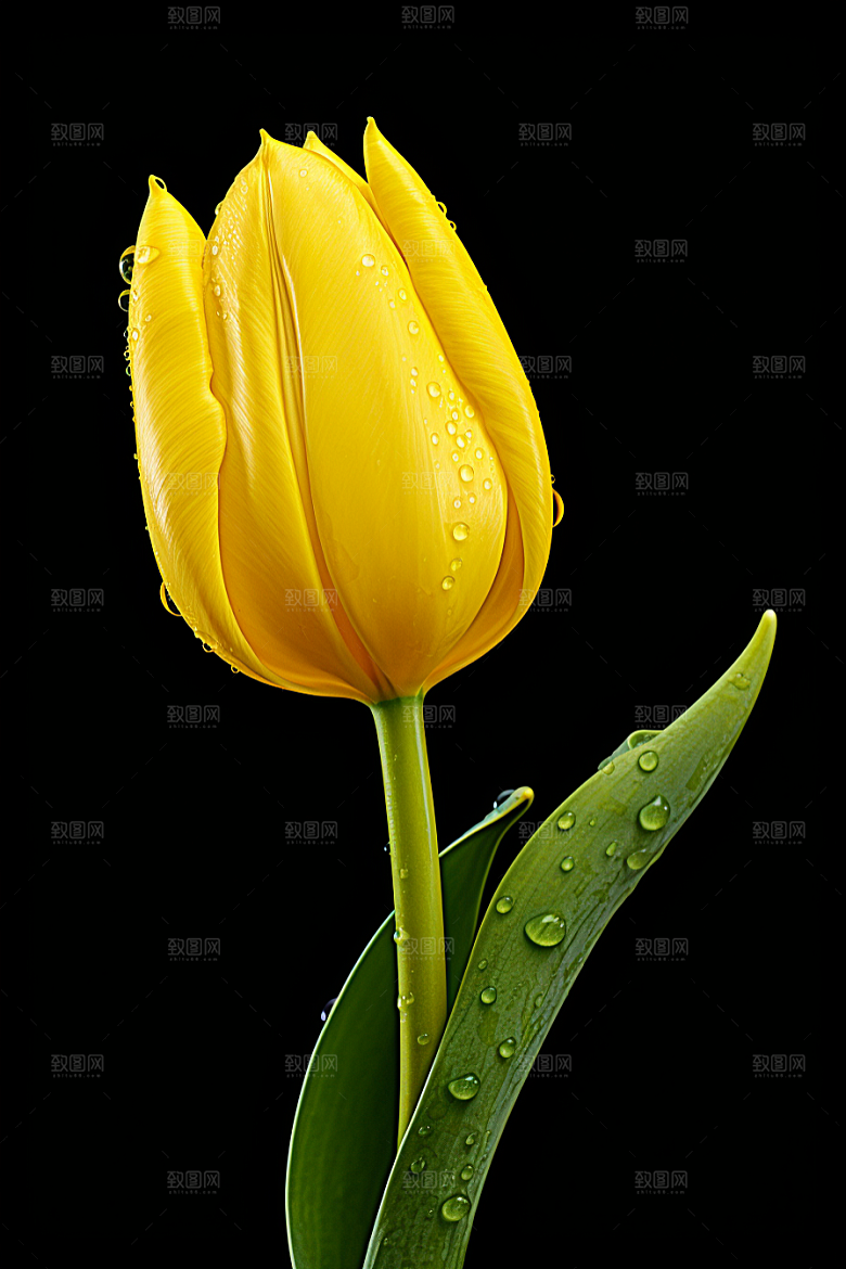 郁金香花朵花朵摄影图